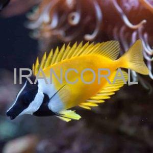 روباه ماهی زرد