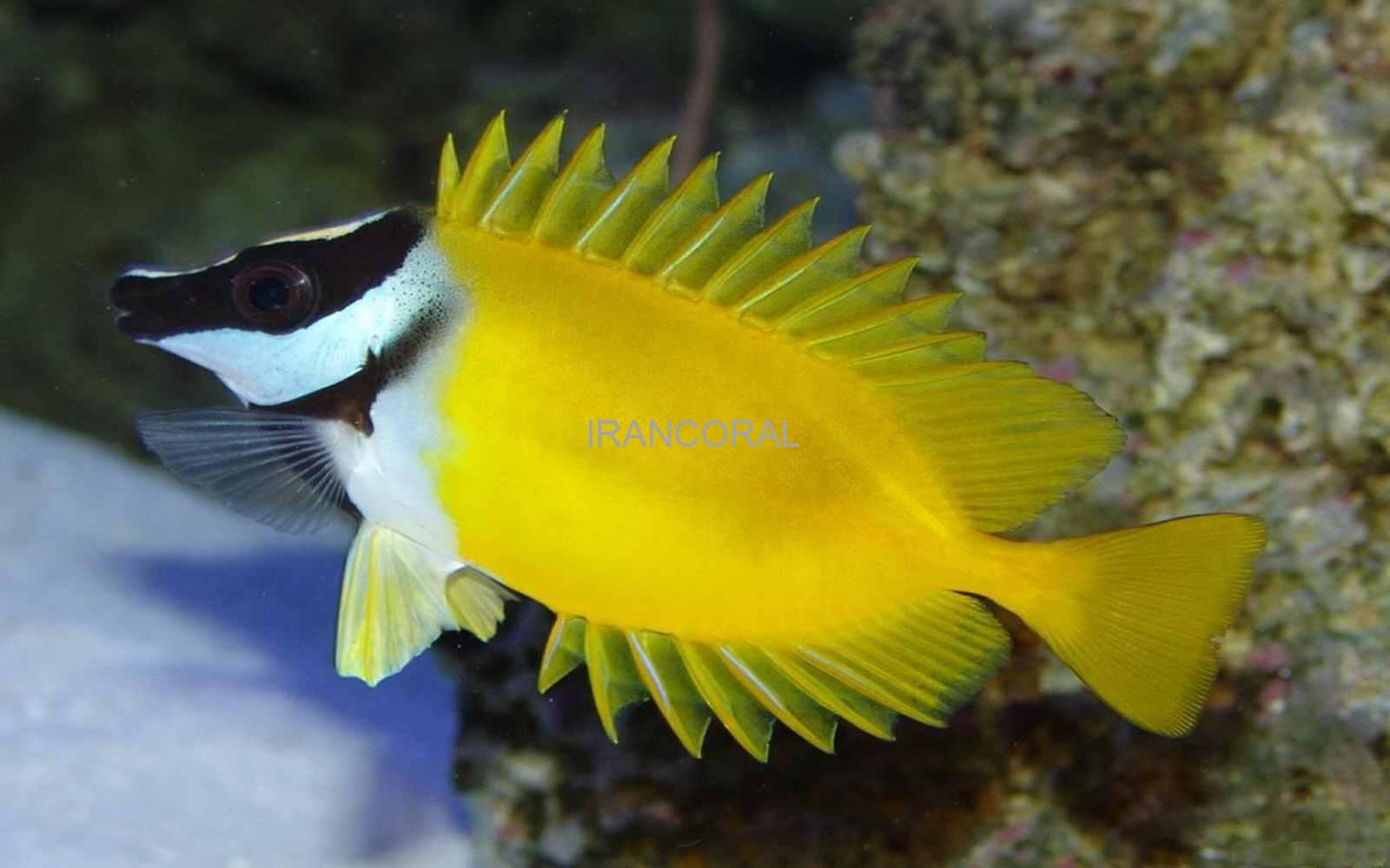 روباه ماهی زرد