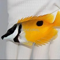 روباه ماهی زرد تک خال