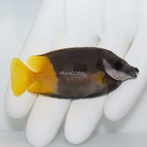 Bicolor Foxface Rabbitfish