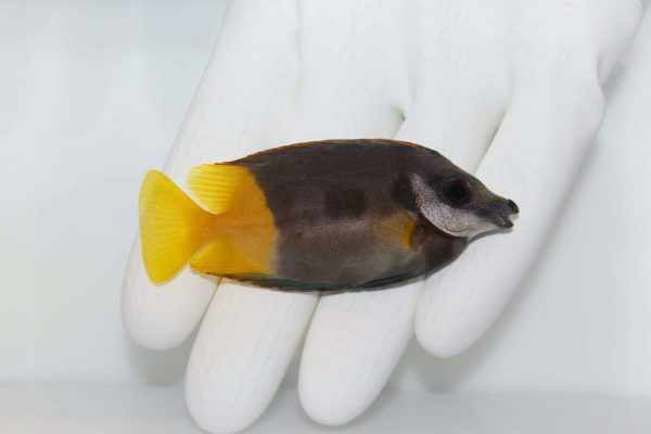 Bicolor Foxface Rabbitfish