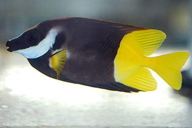 Bicolor Foxface Rabbitfish