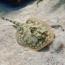 Yellow Stingray