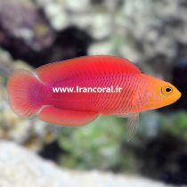 Mccullochi Dottyback