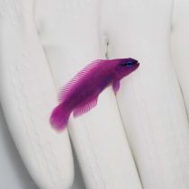 Orchid Dottyback