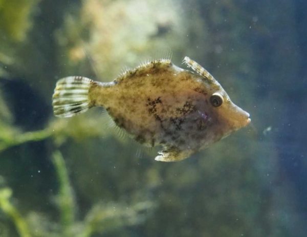 Aiptasia Eating Filefish