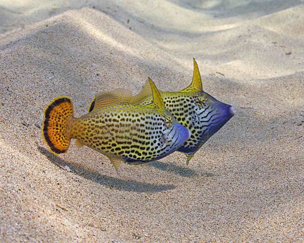 Fan Tailed filefish