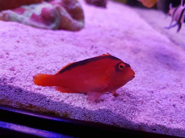 Flame Hawkfish