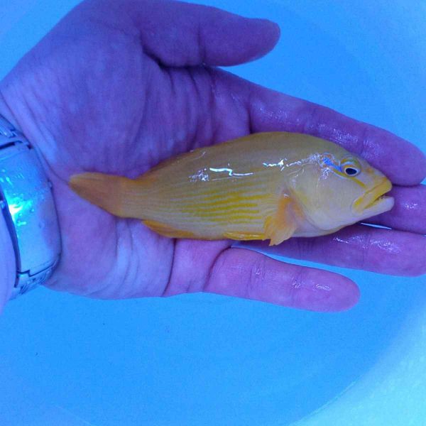 Yellow Hawkfish