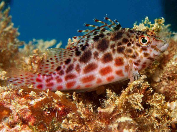 Pixy/Spotted Hawkfish