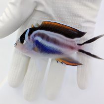 فرشته ماهی بلوسا ماده