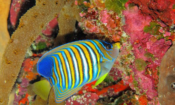 فرشته ماهی رگال