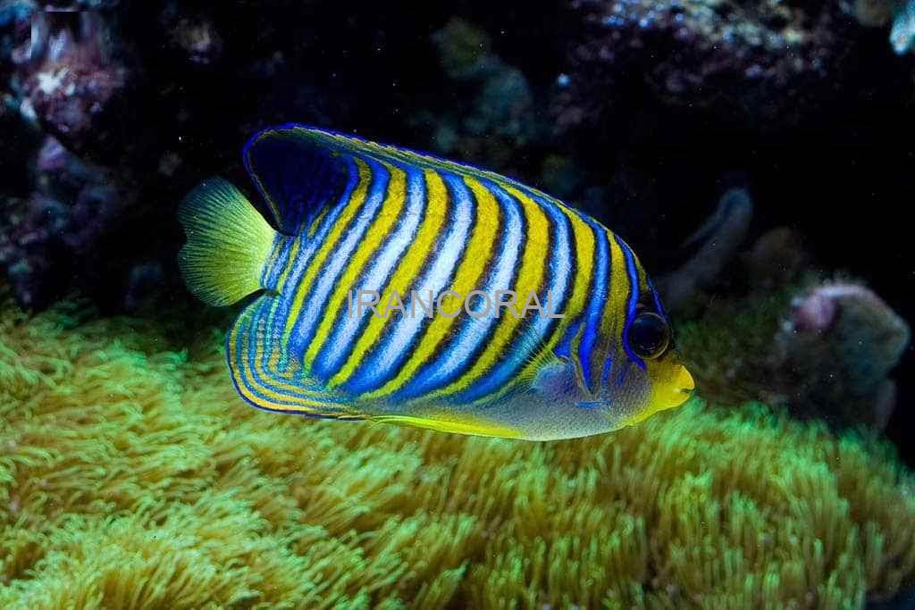 فرشته ماهی رگال