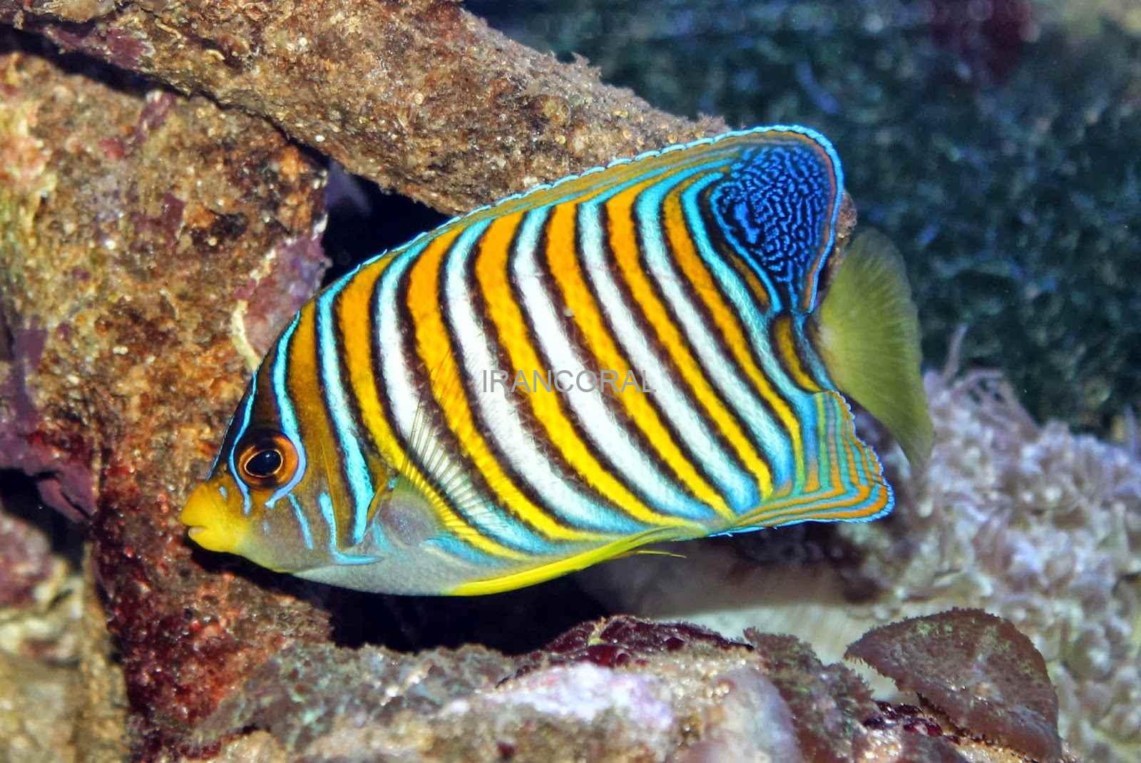 فرشته ماهی رگال