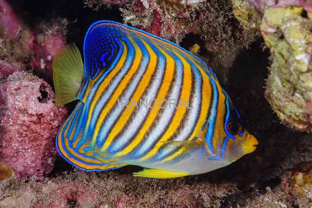 فرشته ماهی رگال