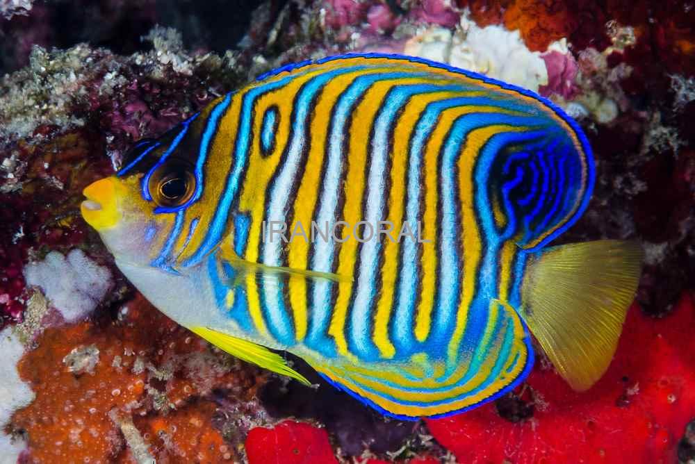 فرشته ماهی رگال