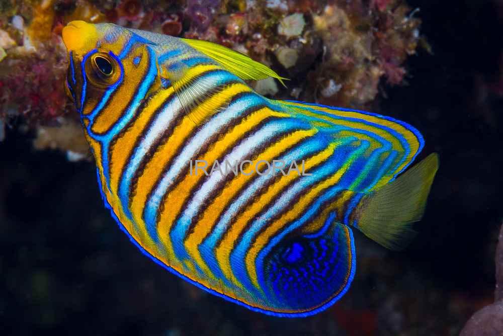 فرشته ماهی رگال