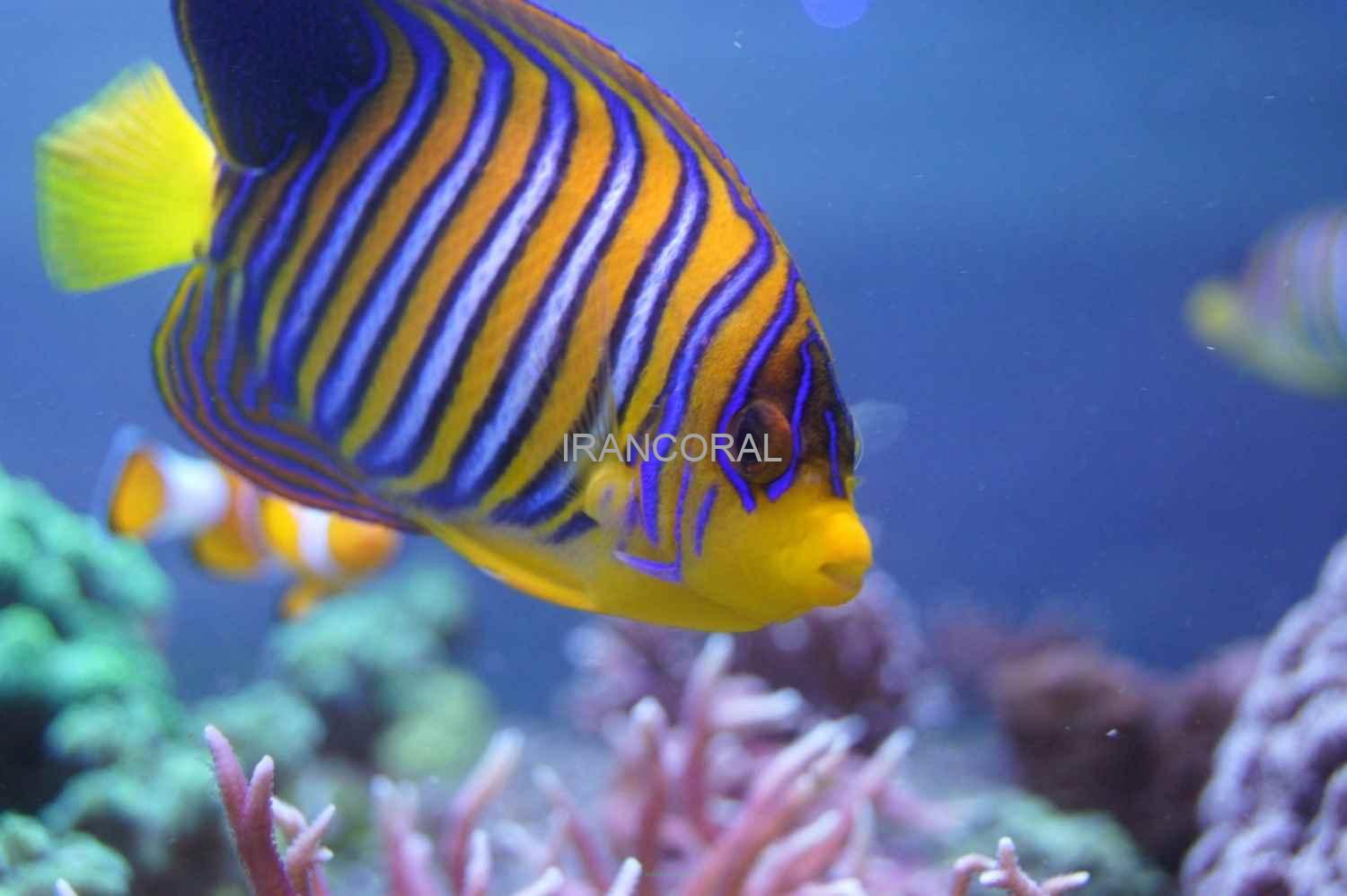 فرشته ماهی رگال بالغ