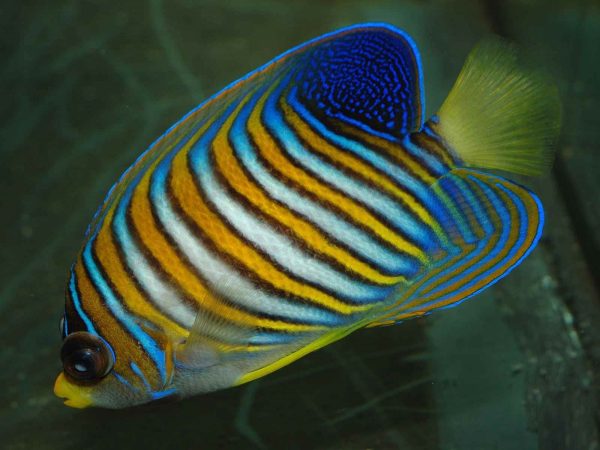 فرشته ماهی رگال