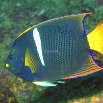 فرشته ماهی پاسر بالغ