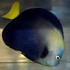 Blue Spotted Angelfish