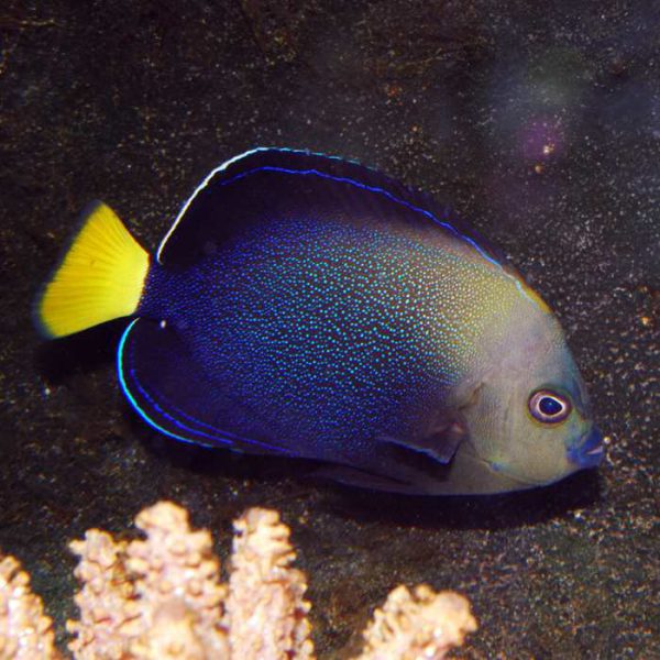 Blue Spotted Angelfish