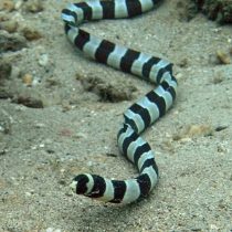 Banded Eel
