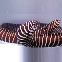 مار ماهی زبرا