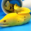 Golden Banana Moray Eel