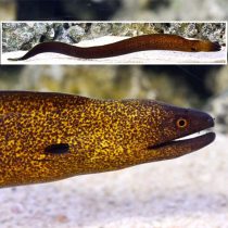 Yellow-Edged Eel