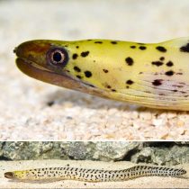 Yellow-Head Moray Eel