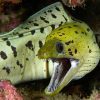 Yellow-Head Moray Eel