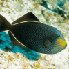 ماشه ماهی باله سیاه
