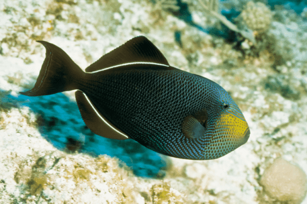 ماشه ماهی باله سیاه