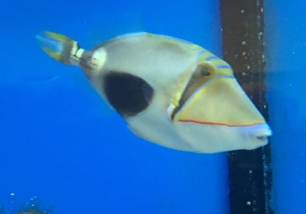Bursa Triggerfish