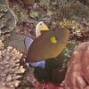 Pinktail Tiggerfish