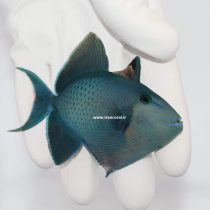 Niger Triggerfish