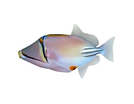 Assasi Triggerfish
