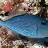Blue Throat Triggerfish