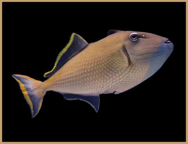 Blue Throat Triggerfish