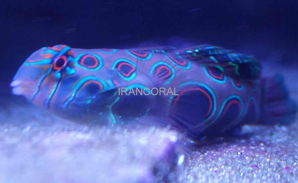 ماندارین ارتشی