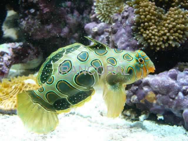 ماندارین ارتشی