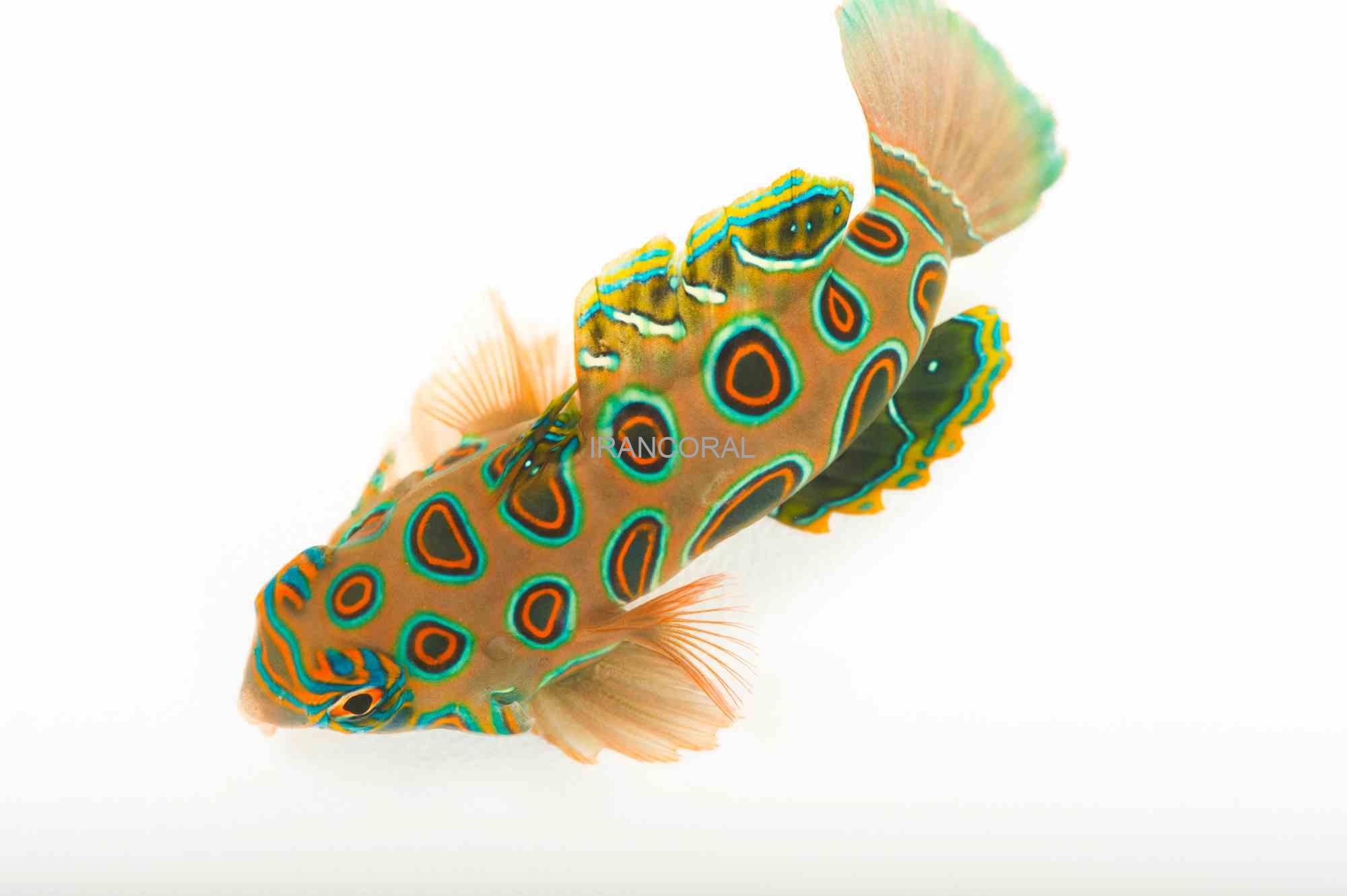 ماندارین ارتشی