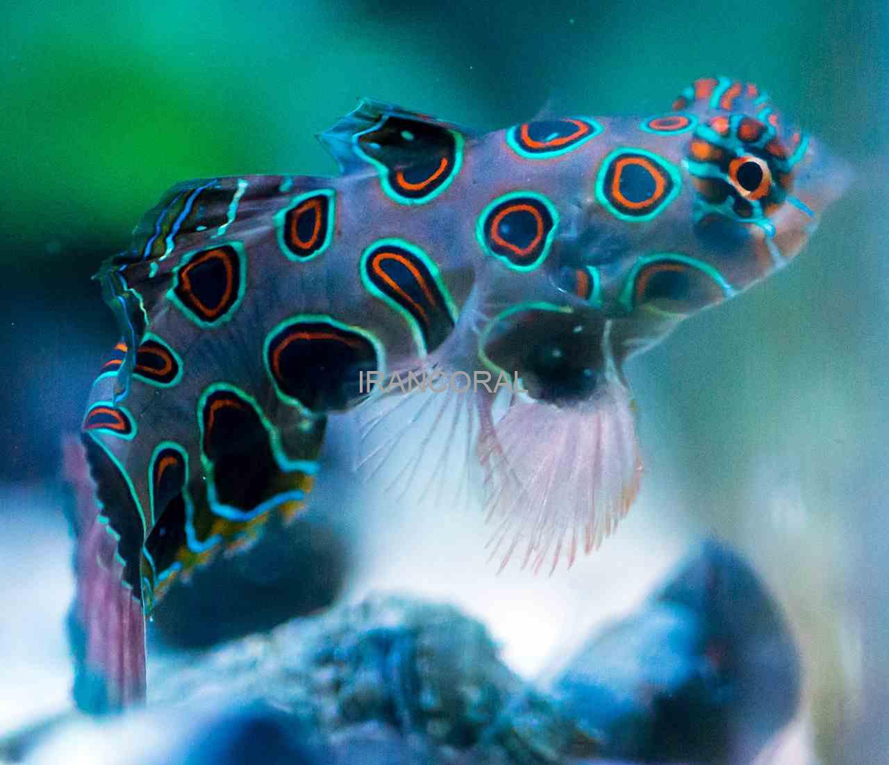 ماندارین ارتشی