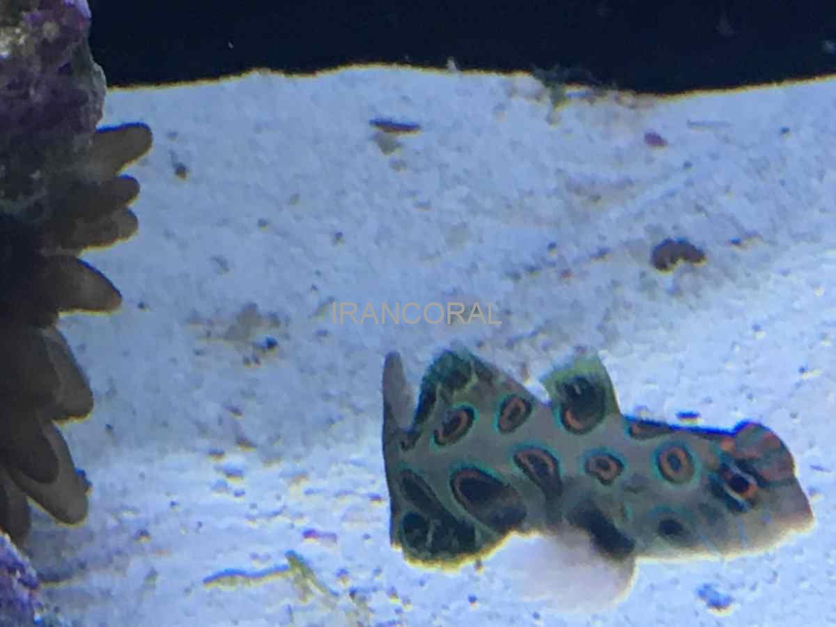 ماندارین ارتشی