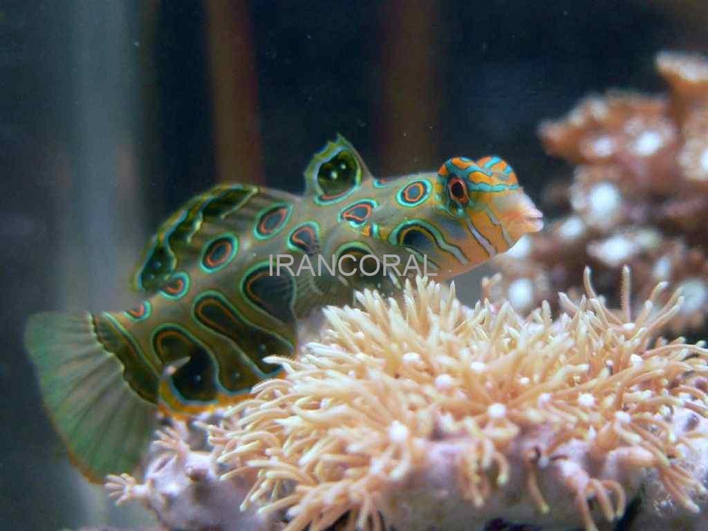 ماندارین ارتشی