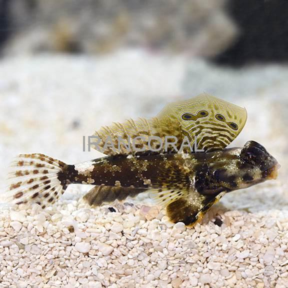 Scooter Blenny