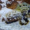 Scooter Blenny