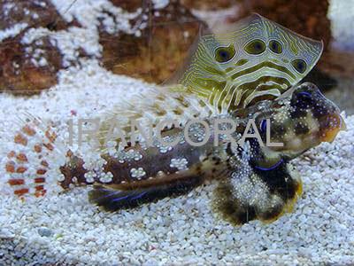 Scooter Blenny