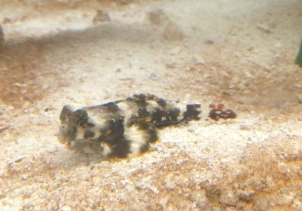 Scooter Blenny